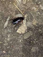 Shelfordella lateralis