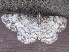 Protoboarmia simpliciaria