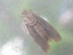 Lobesia yasudai