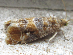 Lobesia yasudai