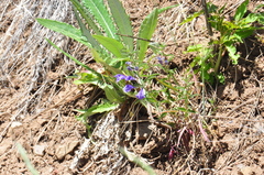 Scutellaria angustifolia