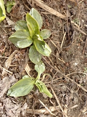 Plantago major