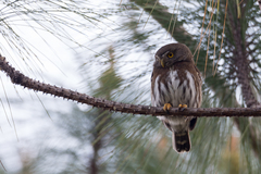 Glaucidium sanchezi