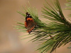 Vanessa vulcania