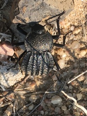 Philolithus sordidus