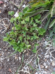 Trifolium repens