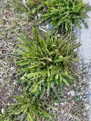 Taraxacum ceratophorum