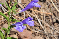 Scutellaria angustifolia