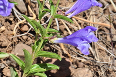 Scutellaria angustifolia