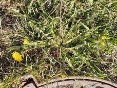 Taraxacum ceratophorum