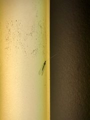 Chrysoperla comanche