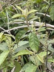 Croton lachnocarpus