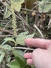 Croton lachnocarpus