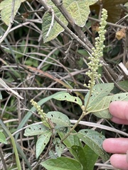 Croton lachnocarpus