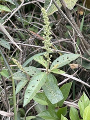 Croton lachnocarpus