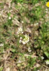 Lasioglossum