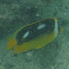 Chaetodon quadrimaculatus