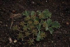 Lomatium repostum