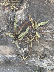 Astrolepis integerrima
