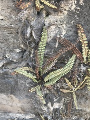 Astrolepis integerrima