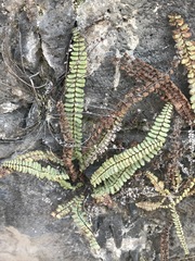 Astrolepis integerrima