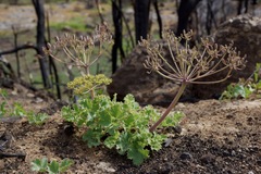 Lomatium repostum