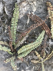 Astrolepis integerrima