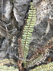 Astrolepis integerrima