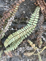 Astrolepis integerrima