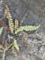 Astrolepis integerrima