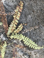 Astrolepis integerrima