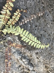 Astrolepis integerrima