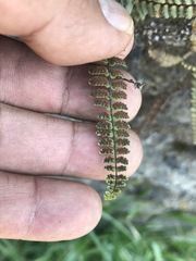 Astrolepis integerrima