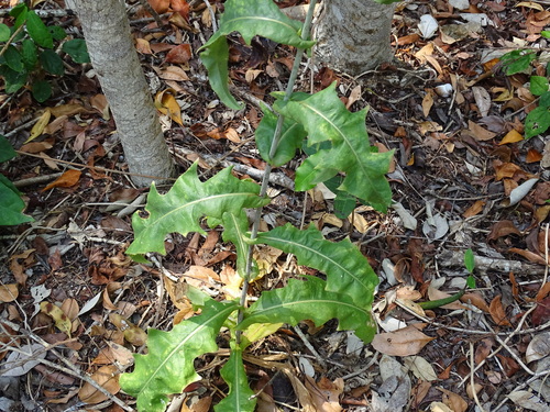 Image of Launaea intybacea by (c) Alexis López Hernández, some rights reserved (CC BY)