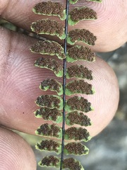 Astrolepis integerrima