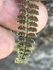 Astrolepis integerrima