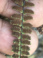 Astrolepis integerrima