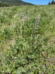 Lupinus oreganus