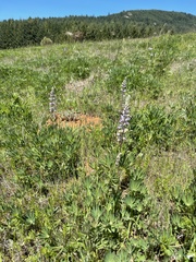 Lupinus oreganus