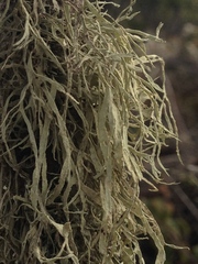 Ramalina leptocarpha