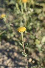 Anacyclus valentinus