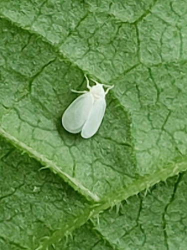Greenhouse Whitefly photo 5