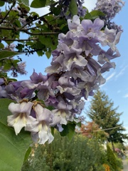 Paulownia tomentosa