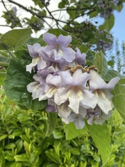 Paulownia tomentosa