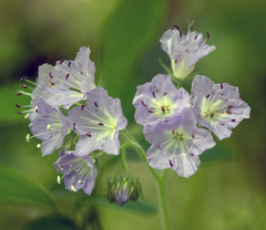 Hydrophyllum appendiculatum