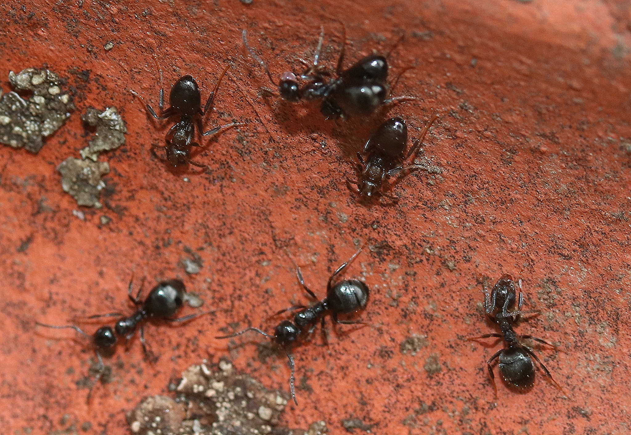 Dolichoderus goudiei