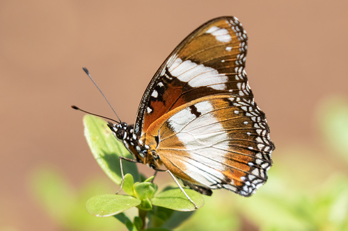 Danaid Eggfly in the wild — India wildlife