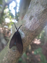 Histia flabellicornis