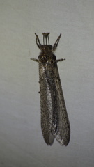 Acanthaclisini