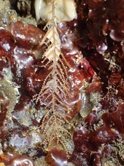 Abietinaria